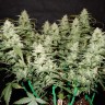 Auto Gorilla Glue feminised Ganja Seeds