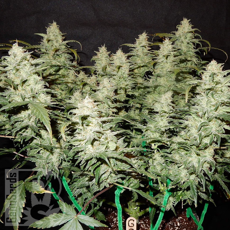 Семена Auto Gorilla Glue feminised Ganja Seeds