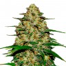 Семена конопли Wedding Cheesecake feminised Ganja Seeds Семена конопли Wedding Cheesecake feminised Ganja Seeds