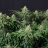 Wedding Cheesecake feminised Ganja Seeds купить Wedding Cheesecake feminised Ganja Seeds купить