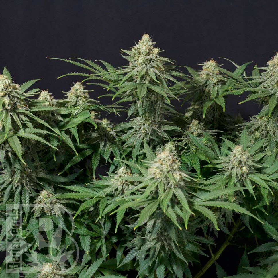 Семена Wedding Cheesecake feminised Ganja Seeds