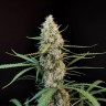 Семена Wedding Cheesecake feminised Ganja Seeds Семена Wedding Cheesecake feminised Ganja Seeds