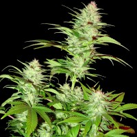 White Widow x Chronic feminised Ganja Seeds