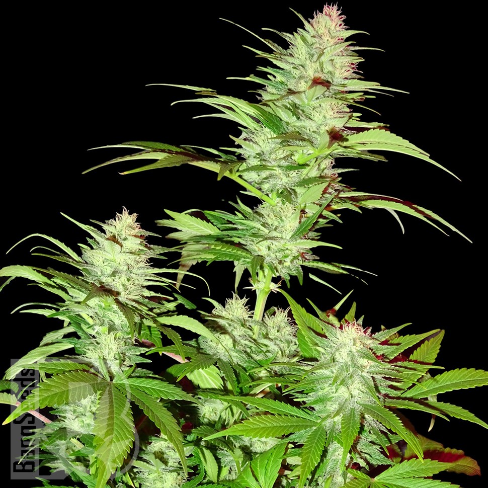 Семена ганжа White Widow x Chronic feminised Ganja Seeds