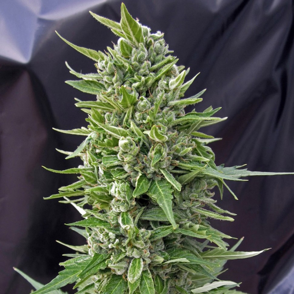 Семена конопли Northern Lights regular Ganja Seeds