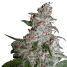заказать семена конопли наложенным платежом Northern Lights regular заказать семена конопли наложенным платежом Northern Lights regular