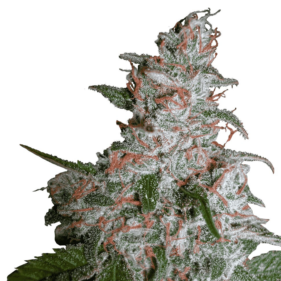 заказать семена конопли наложенным платежом Northern Lights regular заказать семена конопли наложенным платежом Northern Lights regular