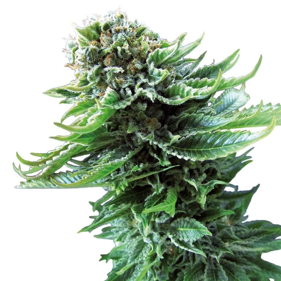 заказать хорошие семена конопли Northern Lights regular заказать хорошие семена конопли Northern Lights regular