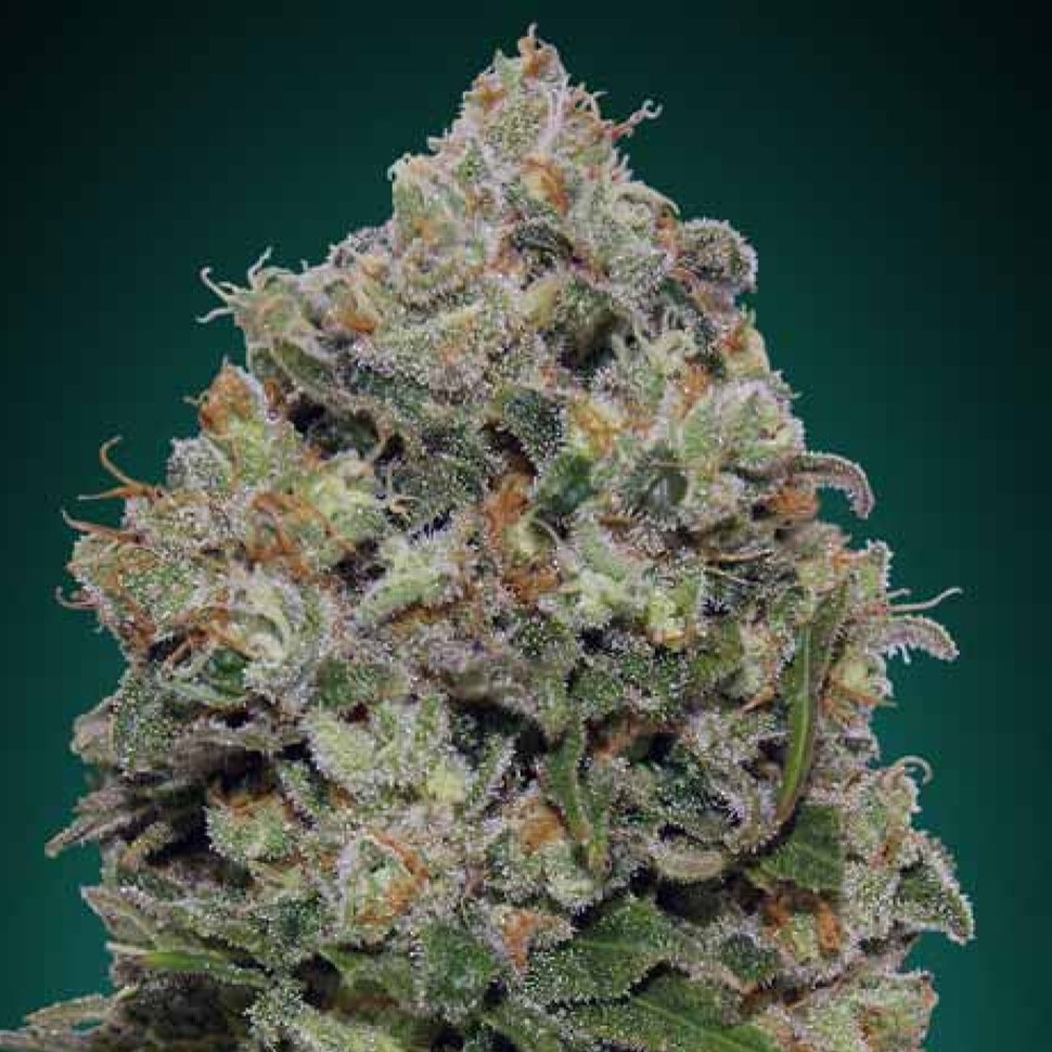 купить семена конопли недорого Northern Lights regular купить семена конопли недорого Northern Lights regular