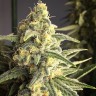 семена конопли для выращивания Cream 47 regular Ganja Seeds семена конопли для выращивания Cream 47 regular Ganja Seeds