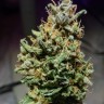 Семена каннабиса Cream 47 regular Ganja Seeds Семена каннабиса Cream 47 regular Ganja Seeds