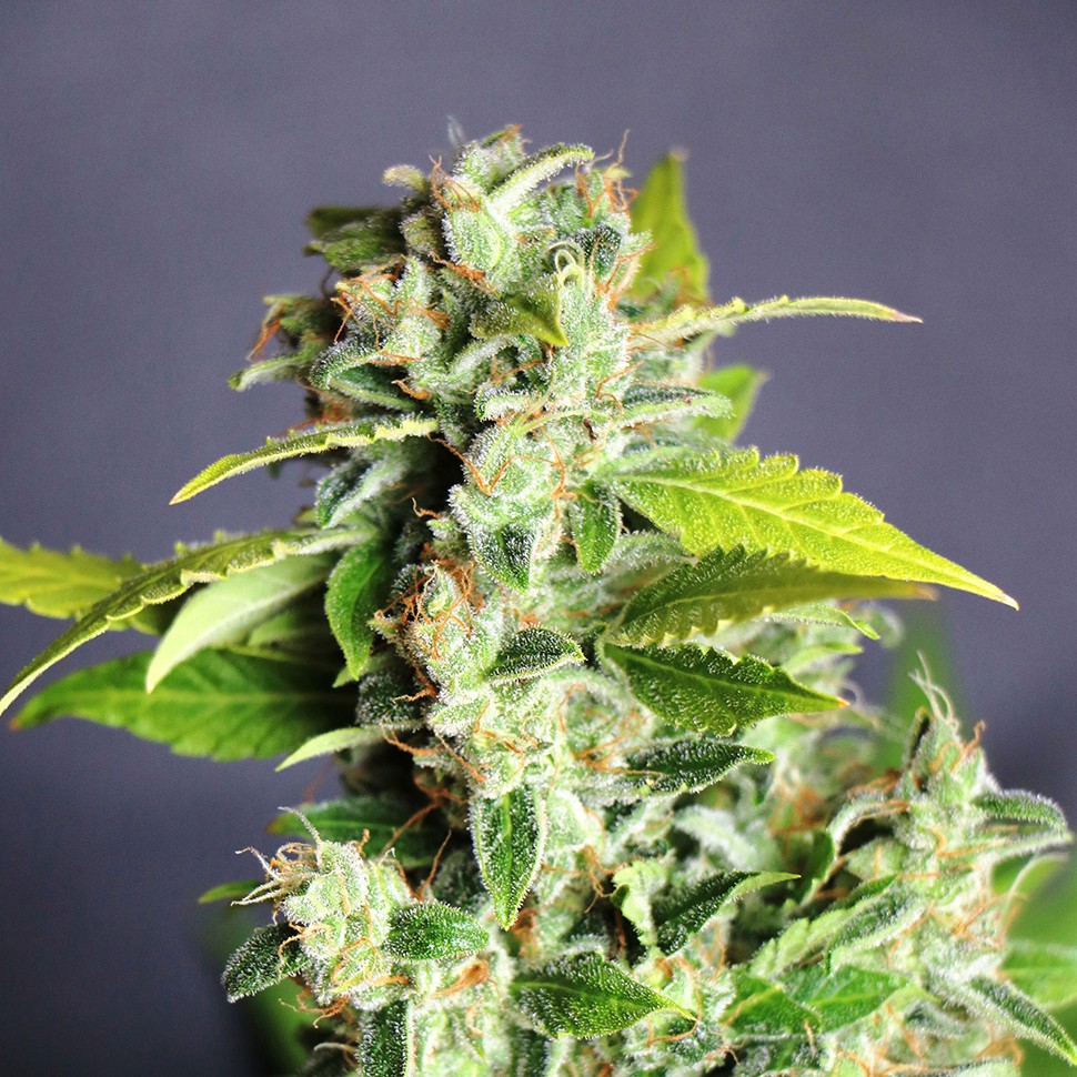 семена культурной конопли купить Auto Cheese feminised семена культурной конопли купить Auto Cheese feminised
