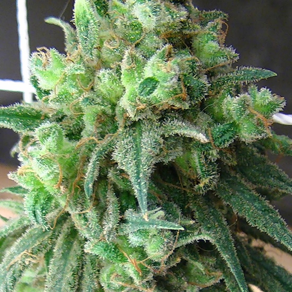 купить семена конопли курьером Auto Cheese feminised купить семена конопли курьером Auto Cheese feminised