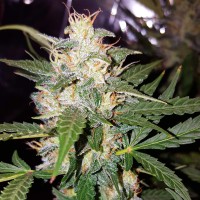Biggest Bud feminised Victory Seeds