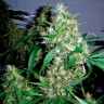 Auto Critical Kush feminised Ganja Seeds Auto Critical Kush feminised Ganja Seeds