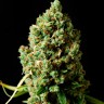 семена конопли недорого Auto Critical Kush feminised Ganja Seeds семена конопли недорого Auto Critical Kush feminised Ganja Seeds