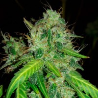 Bubblelicious regular Ganja Seeds