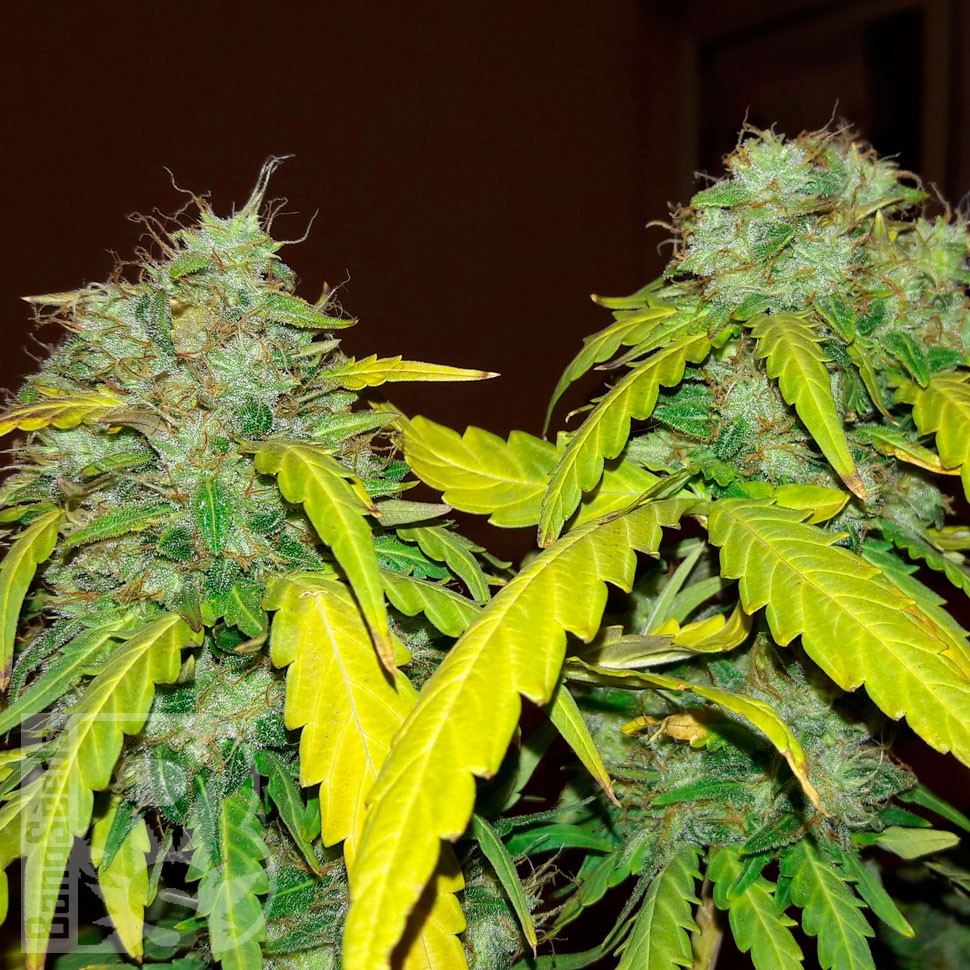 заказать семена конопли почтой Bubblelicious regular