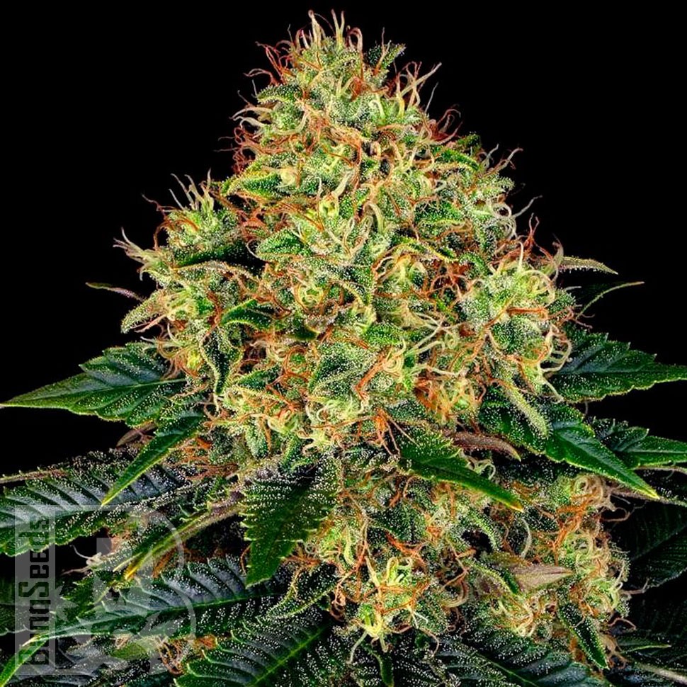 Семена Auto Skywalker feminised Ganja Seeds