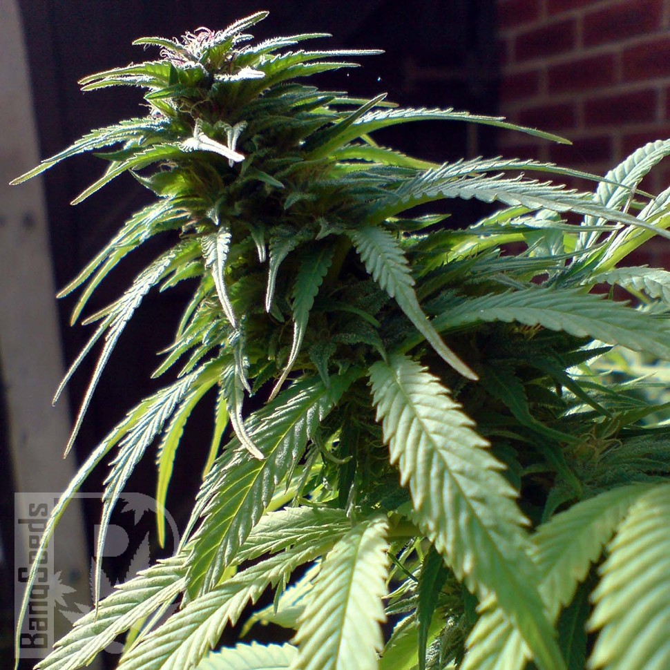 Семена марихуаны White Widow x Early Skunk feminised Ganja Seeds