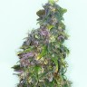 семена конопли курьером Mazar regular Ganja Seeds семена конопли курьером Mazar regular Ganja Seeds