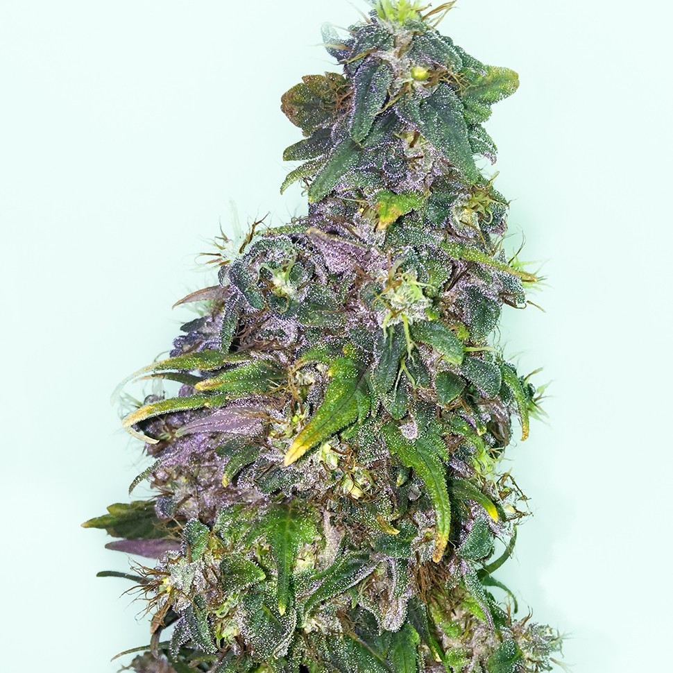 Семена Mazar regular Ganja Seeds