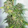 семена конопли для курения Mazar regular Ganja Seeds семена конопли для курения Mazar regular Ganja Seeds