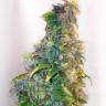 семена конопли индика Mazar regular Ganja Seeds семена конопли индика Mazar regular Ganja Seeds