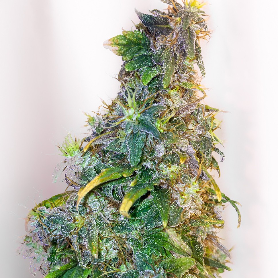 семена конопли индика Mazar regular Ganja Seeds семена конопли индика Mazar regular Ganja Seeds