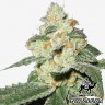 Auto Great White Shark feminised Green Silk Road Seeds