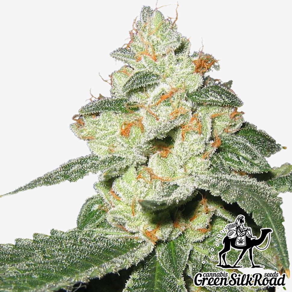 Семена ганжа  Auto Great White Shark feminised Green Silk Road Seeds
