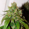 семена конопли Auto Daiquiri Lime feminised Ganja Seeds семена конопли Auto Daiquiri Lime feminised Ganja Seeds