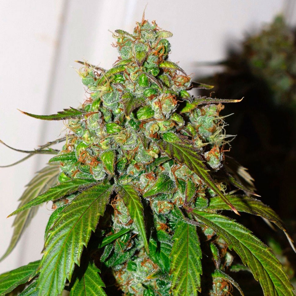 Семена Auto Daiquiri Lime feminised Ganja Seeds
