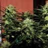 качественные семена конопли Auto Daiquiri Lime feminised Ganja Seeds качественные семена конопли Auto Daiquiri Lime feminised Ganja Seeds