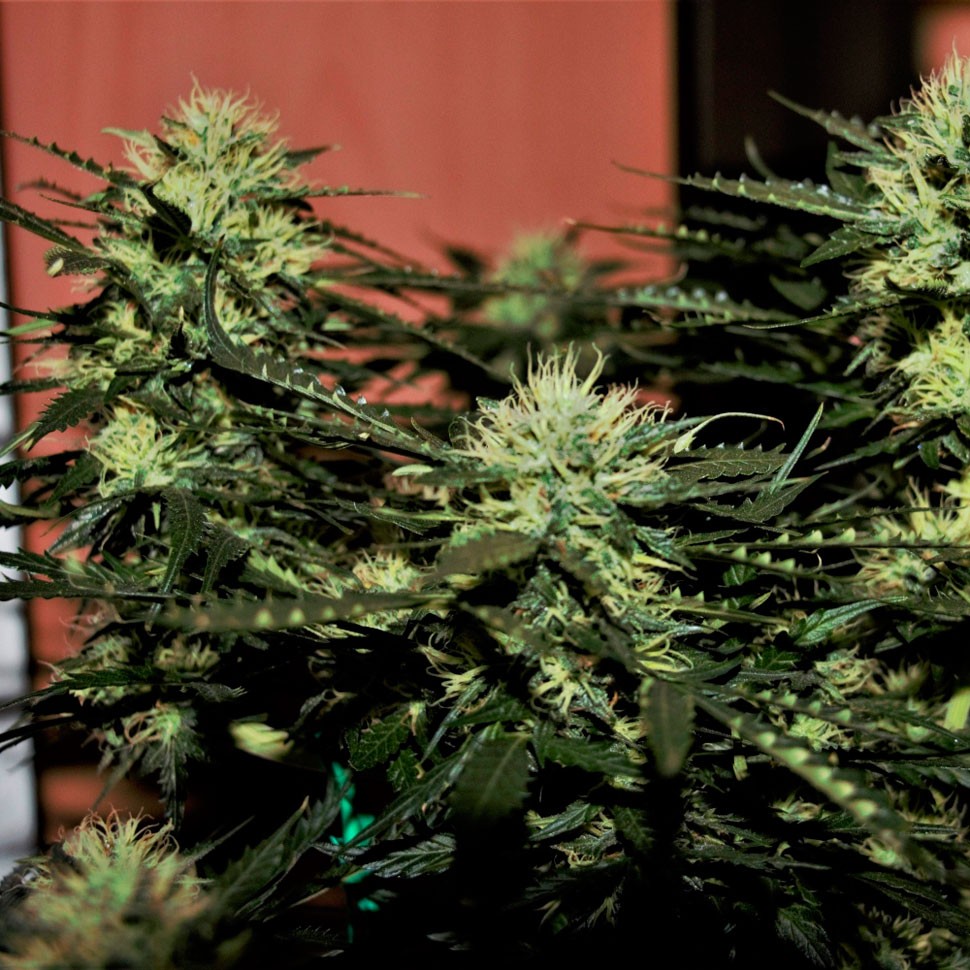 качественные семена конопли Auto Daiquiri Lime feminised Ganja Seeds качественные семена конопли Auto Daiquiri Lime feminised Ganja Seeds