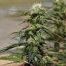 автоцветущие семена конопли Auto Daiquiri Lime feminised Ganja Seeds автоцветущие семена конопли Auto Daiquiri Lime feminised Ganja Seeds