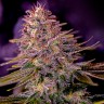 Семена марихуаны Black Domina x M8 feminised Ganja Seeds Семена марихуаны Black Domina x M8 feminised Ganja Seeds