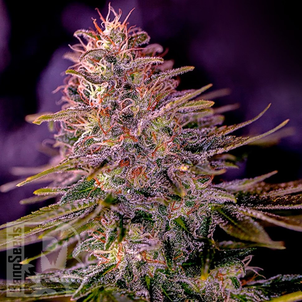 Семена марихуаны Black Domina x M8 feminised Ganja Seeds Семена марихуаны Black Domina x M8 feminised Ganja Seeds