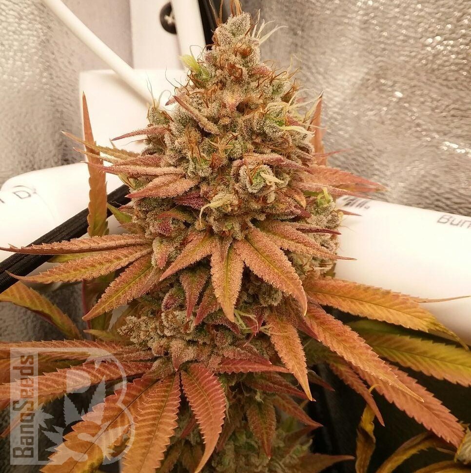 Семена марихуаны Black Domina x M8 feminised Ganja Seeds Семена марихуаны Black Domina x M8 feminised Ganja Seeds