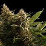 Семена марихуаны Black Domina x M8 feminised Ganja Seeds Семена марихуаны Black Domina x M8 feminised Ganja Seeds
