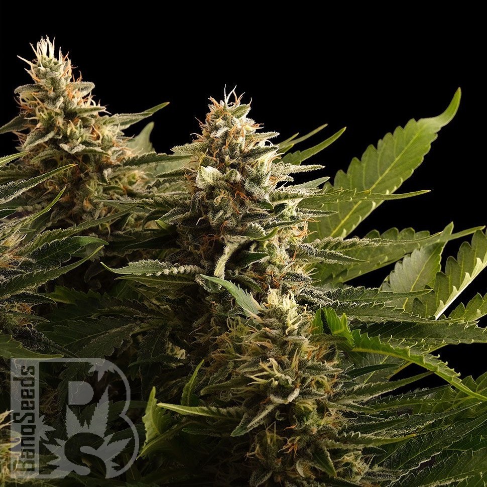 Семена марихуаны Black Domina x M8 feminised Ganja Seeds Семена марихуаны Black Domina x M8 feminised Ganja Seeds