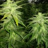 Семена каннабиса White Widow x Great White Shark feminised Ganja Seeds Семена каннабиса White Widow x Great White Shark feminised Ganja Seeds
