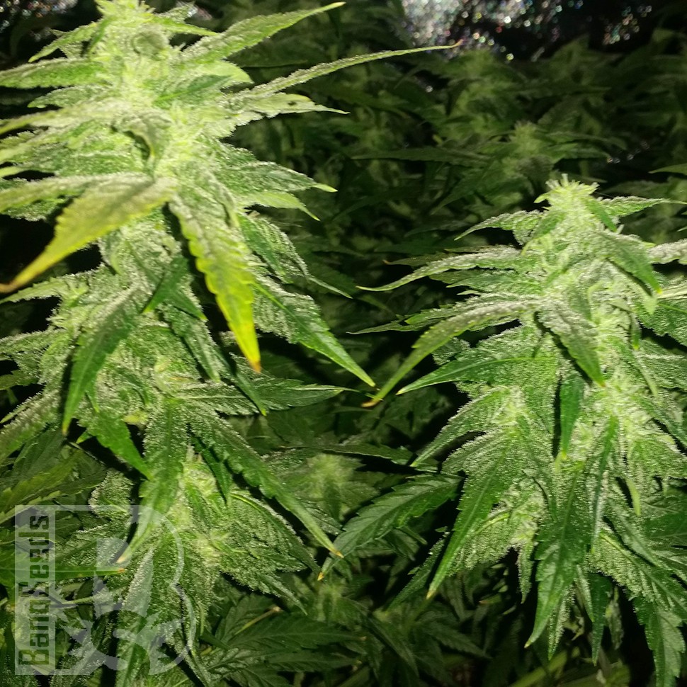 Семена каннабиса White Widow x Great White Shark feminised Ganja Seeds