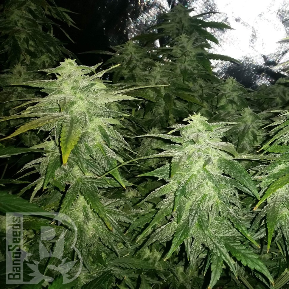 Семена каннабиса White Widow x Great White Shark feminised Ganja Seeds Семена каннабиса White Widow x Great White Shark feminised Ganja Seeds