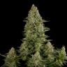 Семена каннабиса White Widow x Great White Shark feminised Ganja Seeds Семена каннабиса White Widow x Great White Shark feminised Ganja Seeds