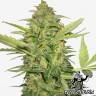 купить автоцветущие семена конопли Auto Lemon Skunk feminised купить автоцветущие семена конопли Auto Lemon Skunk feminised