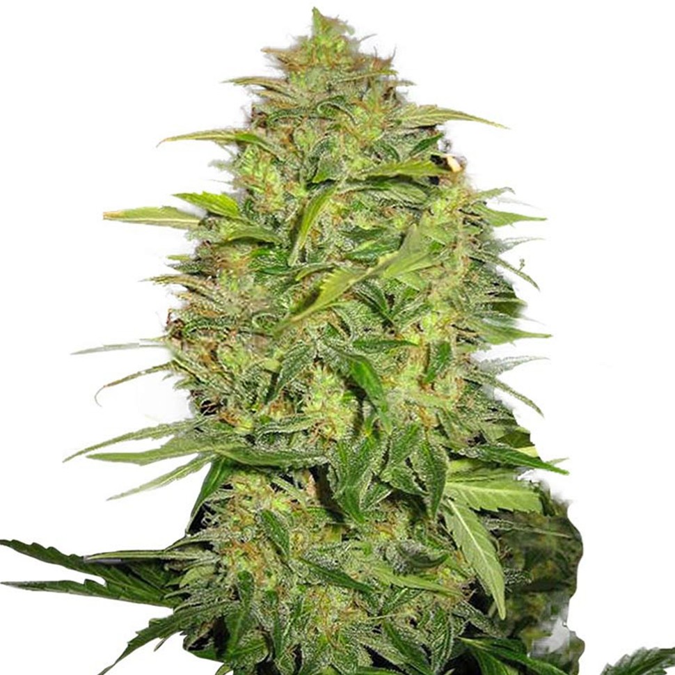 купить семена конопли интернет магазин Auto Lemon Skunk feminised купить семена конопли интернет магазин Auto Lemon Skunk feminised