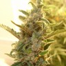 качественные семена конопли оптом Auto Dreamberry feminised Ganja Seeds качественные семена конопли оптом Auto Dreamberry feminised Ganja Seeds
