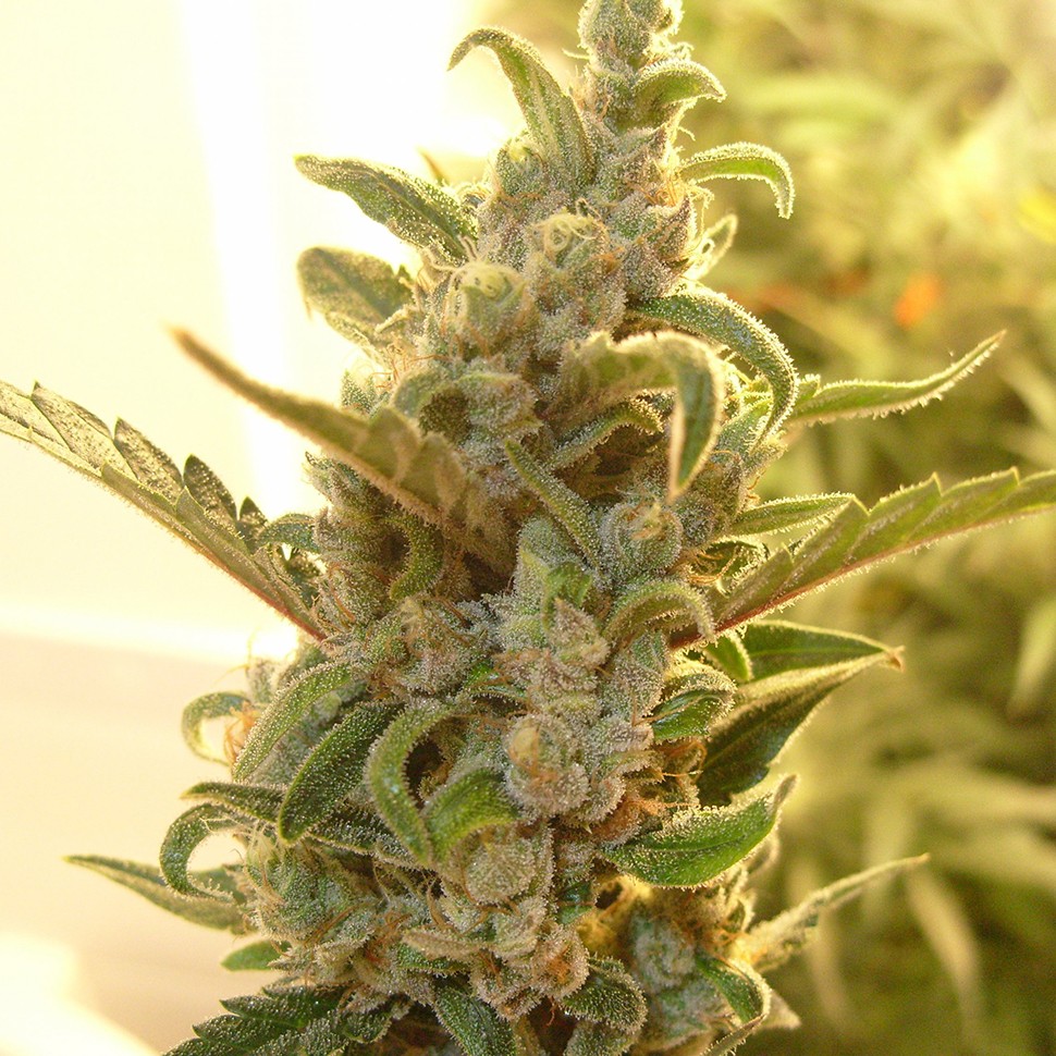 Семена марихуаны Auto Dreamberry feminised Ganja Seeds