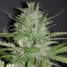 семена конопли Auto Dreamberry feminised Ganja Seeds семена конопли Auto Dreamberry feminised Ganja Seeds